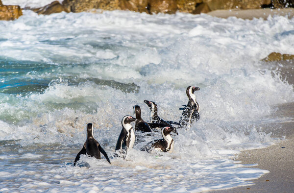 African penguins walking out of ocean