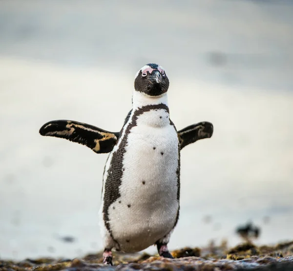 Pinguim africano a sair do oceano — Fotografia de Stock