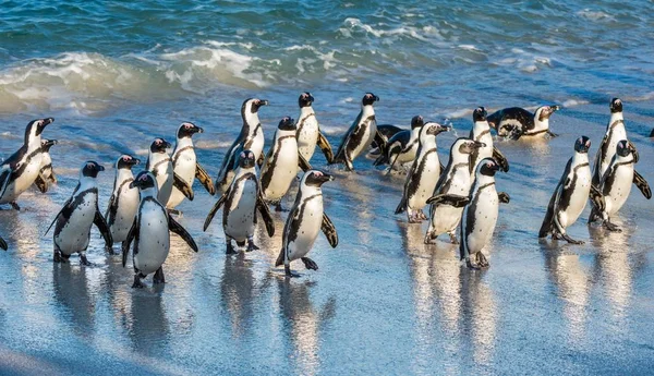 Pingouins africains sortant de l'océan — Photo