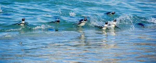 Afrikaanse pinguïns zwemmen — Stockfoto