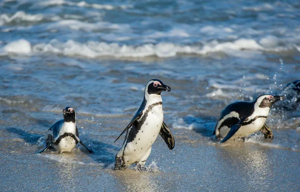 Африканський пінгвіни виходив з океану — стокове фото