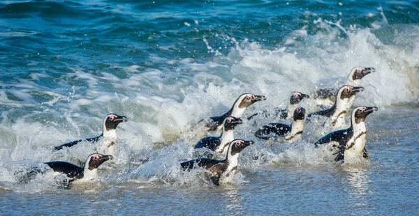 African penguins walking out of ocean — Stock Photo, Image