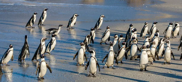 Pingouins africains sortant de l'océan — Photo