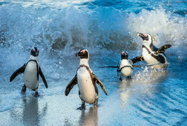 Pinguins africanos saindo do oceano — Fotografia de Stock