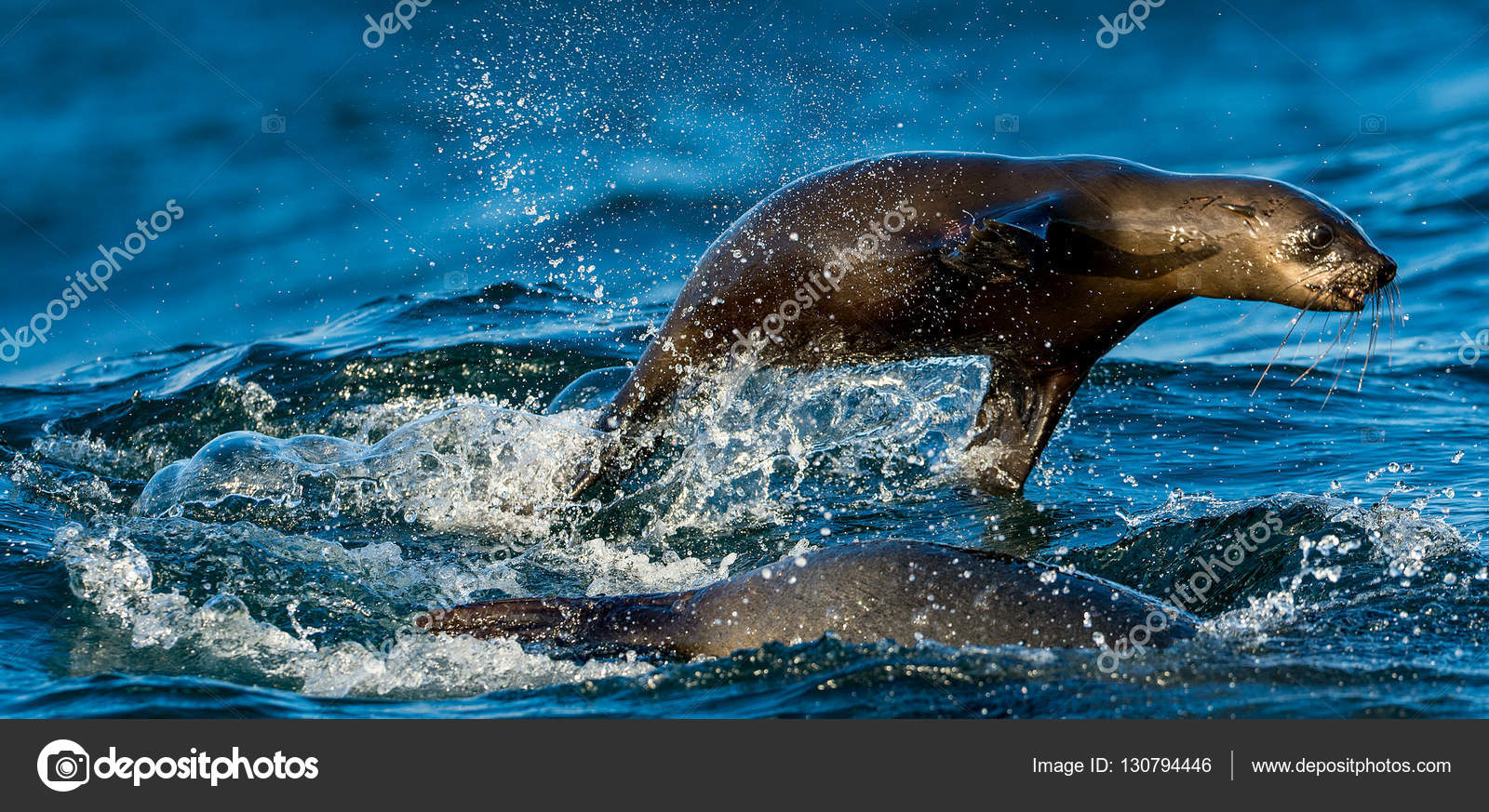 Seals swim and jumping out of water Stock Photo by ©SURZet 130794446