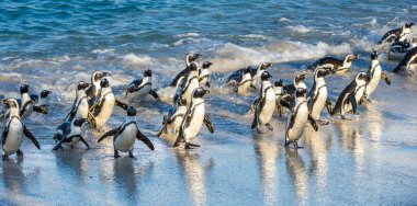 Afrika penguenler okyanustan yürüyüş