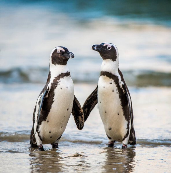 African penguins walking out of ocean 