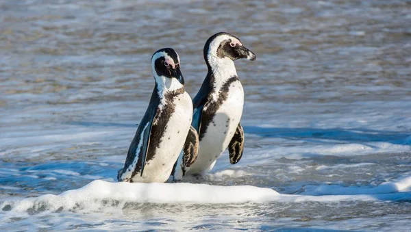 Afrykańskich pingwiny zaraz po wyjściu z oceanu — Zdjęcie stockowe