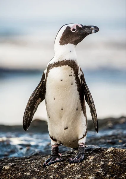 Pápaszemes pingvin óceán séta — Stock Fotó