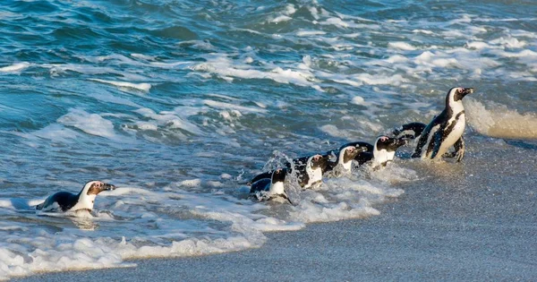 African penguins walking out of ocean — Stock Photo, Image