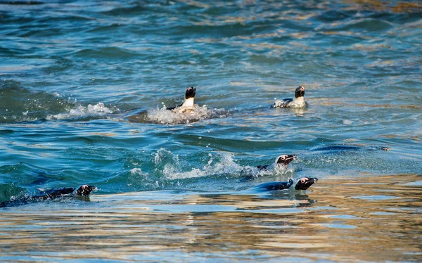 African penguins walking out of ocean — Stock Photo, Image