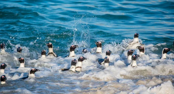 African penguins walking out of ocean — Stock Photo, Image