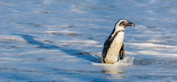Pingüinos africanos caminando fuera del océano —  Fotos de Stock