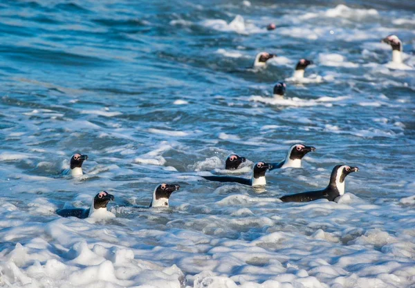 African penguins walking out of ocean — Stock Photo, Image