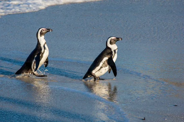 African penguins walking out of ocean — Stock Photo, Image