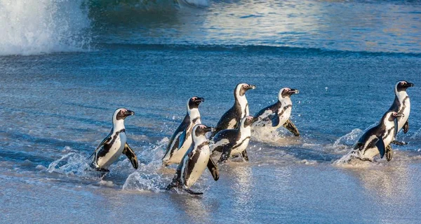 Pingouins africains sortant de l'océan — Photo