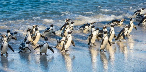 African penguins walking out of ocean — Stock Photo, Image