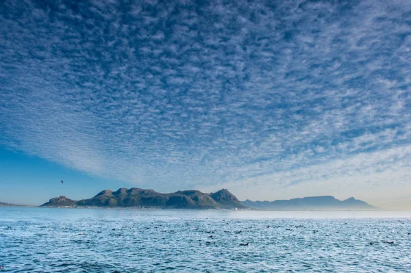 Delfini che nuotano nell'oceano e cacciano — Foto Stock