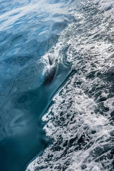 Golfinhos nadando no oceano e caçando — Fotografia de Stock