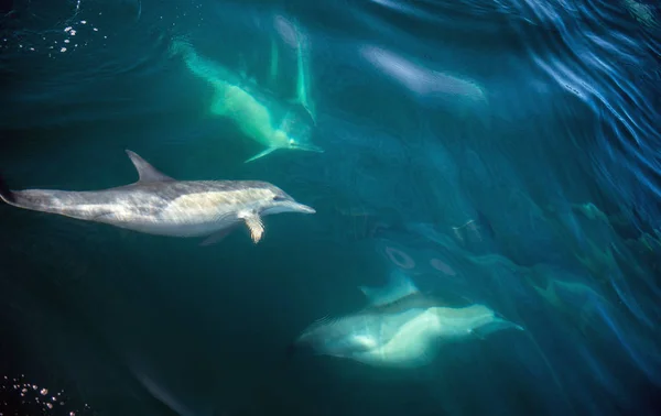 Delfiner simmar i havet och jakt — Stockfoto