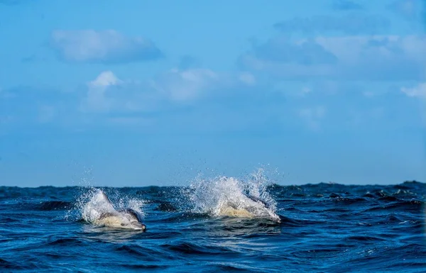海豚在海洋中游泳和狩猎 — 图库照片