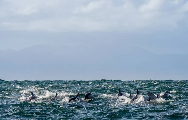 Dolphins swimming in ocean and hunting