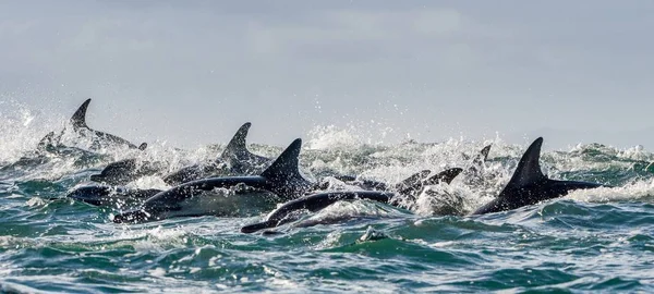 Dolphins swimming in ocean and hunting — Stock Photo, Image