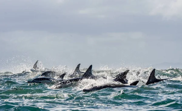 Dauphins nageant dans l'océan et chassant — Photo