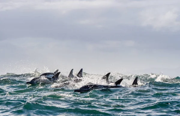 Golfinhos nadando no oceano e caçando — Fotografia de Stock