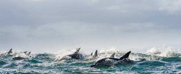 Dauphins nageant dans l'océan et chassant — Photo