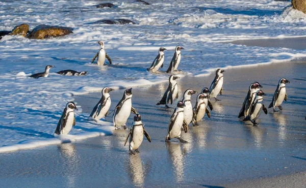 Africké tučňáci vyšla oceán — Stock fotografie