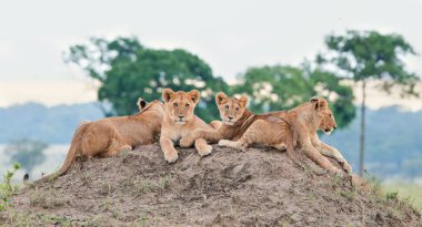 Group of young lions on hill clipart