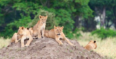 Grup genç aslan tepe üzerinde