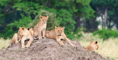 Group of young lions on hill clipart