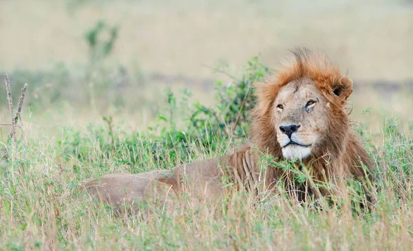 Bir dinlenme aslan — Stok fotoğraf