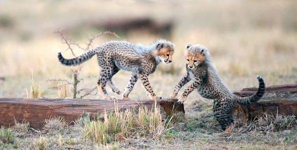 Guépard oursons jouer avec l'autre — Photo