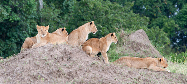 Group of young lions on hill