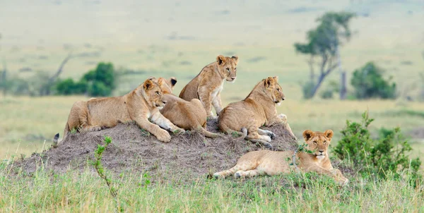 Gruppen av unga lejon på kulle — Stockfoto