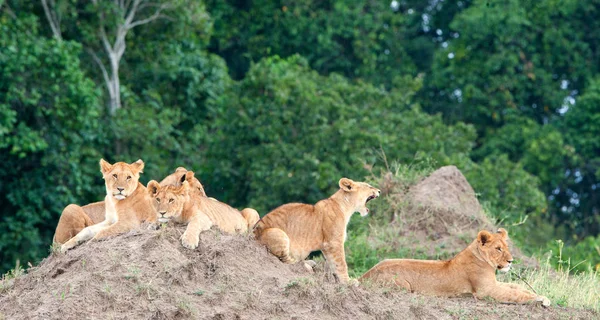 Группа молодых львов на холме — стоковое фото