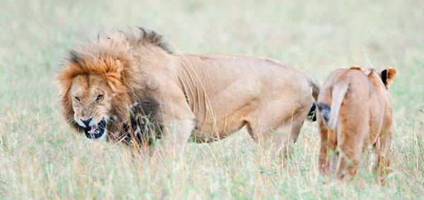 Il leone si arrabbia — Foto Stock