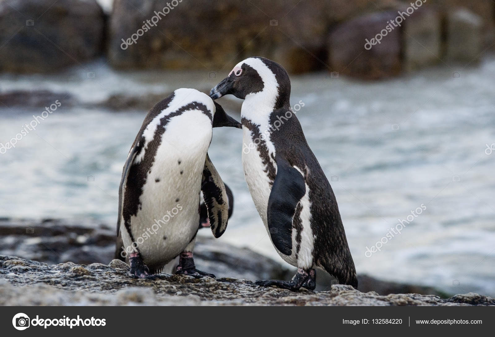 African penguins during mating season — Stock Photo © SURZet #132584220