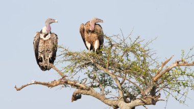 White-backed vultures clipart
