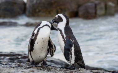 Çiftleşme sırasında Afrika penguenler