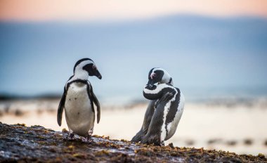 Taştaki Afrika penguenler