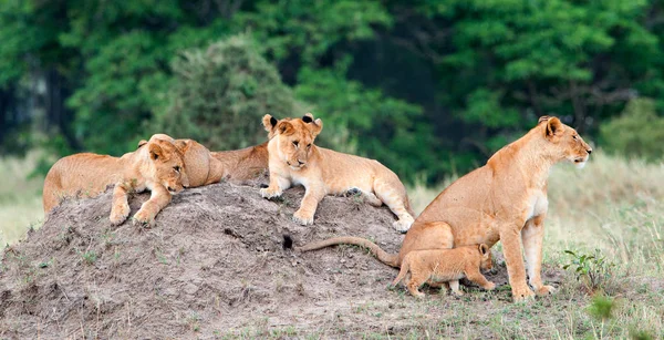 Groupe de jeunes lions sur la colline — Photo