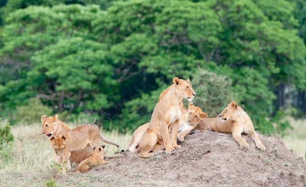 Groupe de jeunes lions sur la colline — Photo