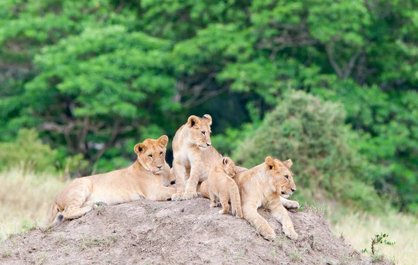 Grupo de leones jóvenes en la colina —  Fotos de Stock