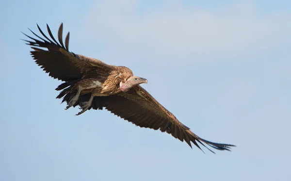 Flygande Vitryggig gam — Stockfoto