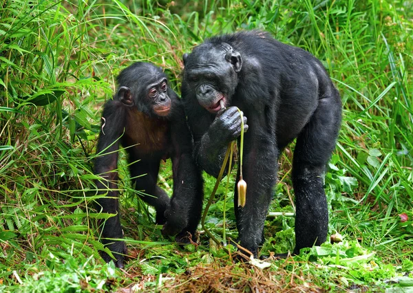 倭黑猩猩和莉莉，称为侏儒黑猩猩 — 图库照片