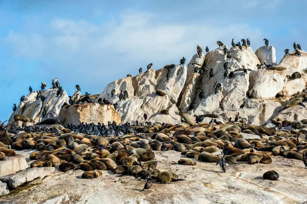 Afrikaanse pinguïns op zegel eiland — Stockfoto